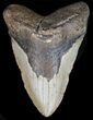 Bargain Megalodon Tooth - North Carolina #41153-1